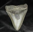 Serrated Megalodon Tooth #942-1